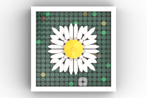 Flowers: Daisy