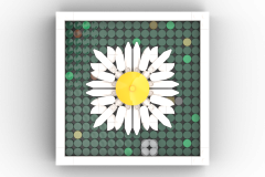 Framed-Daisy-16x9